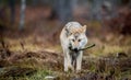 Eurasian wolf. Scientific name: Canis lupus lupus. Natural habitat. Royalty Free Stock Photo