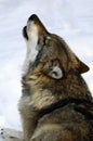 Wolf howling Royalty Free Stock Photo