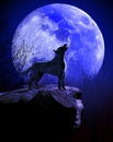 Wolf howling at the Blue Moon Royalty Free Stock Photo