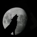Wolf howling at full moon Royalty Free Stock Photo