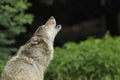 Howling Gray Wolf Royalty Free Stock Photo