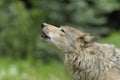 Howling Gray Wolf Royalty Free Stock Photo