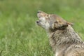 Howling Gray Wolf Royalty Free Stock Photo