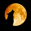 Wolf howling at the moon Royalty Free Stock Photo
