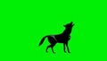 Wolf howling seamless loop, Green Screen