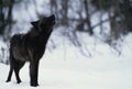 Wolf Howling in Snow Royalty Free Stock Photo