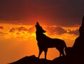 Wolf howling at sunset Royalty Free Stock Photo