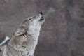 The wolf howls, the hot breath of the beast forms steam Royalty Free Stock Photo