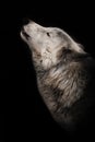 Wolf howls looking up, a gloomy of sadness and longing. an ashen white polar wolf snout on a black background howls in the