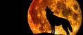 A wolf howls at the moon. At night, when the moon is full, the wolf sings his song. Royalty Free Stock Photo