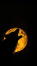 A wolf howls at the moon. At night, when the moon is full, the wolf sings his song.