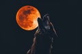 A wolf howls at the moon. At night, when the moon is full, the wolf sings his song. Royalty Free Stock Photo