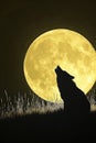 A wolf howls at the moon. At night, when the moon is full, the wolf sings his song. Royalty Free Stock Photo