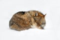 Wolf huddled sleep in snowy rock mountain, Europe. Winter wildlife scene from nature. Gray wolf, Canis lupus with rock in the