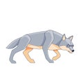 Wolf on the hunt. Canis lupus. Cartoon character of a dangerous mammal animal. A wild forest creature with gray fur Royalty Free Stock Photo