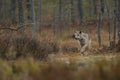 Wolf on hunt Royalty Free Stock Photo