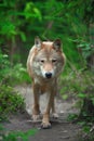 Wolf hunting in the forest Royalty Free Stock Photo