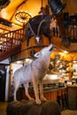 a wolf in the interior of a rustic restaurant