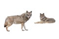 wolf and she-wolf isolated on white Royalty Free Stock Photo