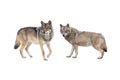 Wolf and she-wolf isolated on white Royalty Free Stock Photo