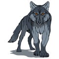 Wolf, isolated on white background, colour illustration, suitable as logo or team mascot, dangerous forest predator, wolf`s head,