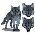 Wolf, isolated on white background, colour illustration, suitable as logo or team mascot, dangerous forest predator, wolf`s head,