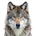 Wolf isolated on white background Royalty Free Stock Photo