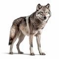 wolf isolated on white background full body image generative AI Royalty Free Stock Photo