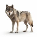 a wolf isolated on white background generative AI Royalty Free Stock Photo