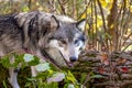 Wolf at Lakota Wolf Preserve