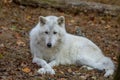 Wolf at Lakota Wolf Preserve