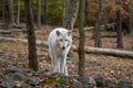 Wolf at Lakota Wolf Preserve