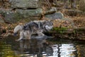 Wolf at Lakota Wolf Preserve