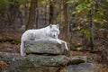 Wolf at Lakota Wolf Preserve