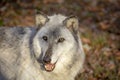 Wolf at Lakota Wolf Preserve