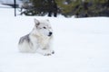 A wolf is laying down with the snow in the winter in the relax time Royalty Free Stock Photo