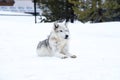 A wolf is laying down with the snow in the winter in the relax time Royalty Free Stock Photo