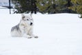 A wolf is laying down with the snow in the winter in the relax time Royalty Free Stock Photo