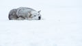 A wolf is laying down with the snow in the winter in the relax time Royalty Free Stock Photo