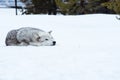 A wolf is laying down with the snow in the winter in the relax time Royalty Free Stock Photo