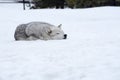 A wolf is laying down with the snow in the winter in the relax time Royalty Free Stock Photo