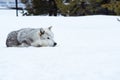 A wolf is laying down with the snow in the winter in the relax time Royalty Free Stock Photo