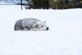 A wolf is laying down with the snow in the winter in the relax time Royalty Free Stock Photo