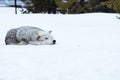 A wolf is laying down with the snow in the winter in the relax time Royalty Free Stock Photo