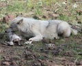 Wolf laying Eating a Rabbit