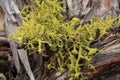 Wolf Lichen (Letharia vulpina)
