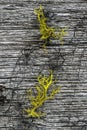 Wolf Lichen and Horsehair Lichen
