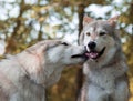 Cute Wolf Kisses