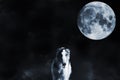 Wolf like borzoi sight hound and full moon