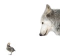 Wolf looking at a chick against white background Royalty Free Stock Photo